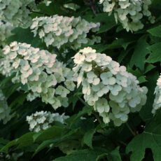5023242999647 1 Hydrangea quercifolia.jpg